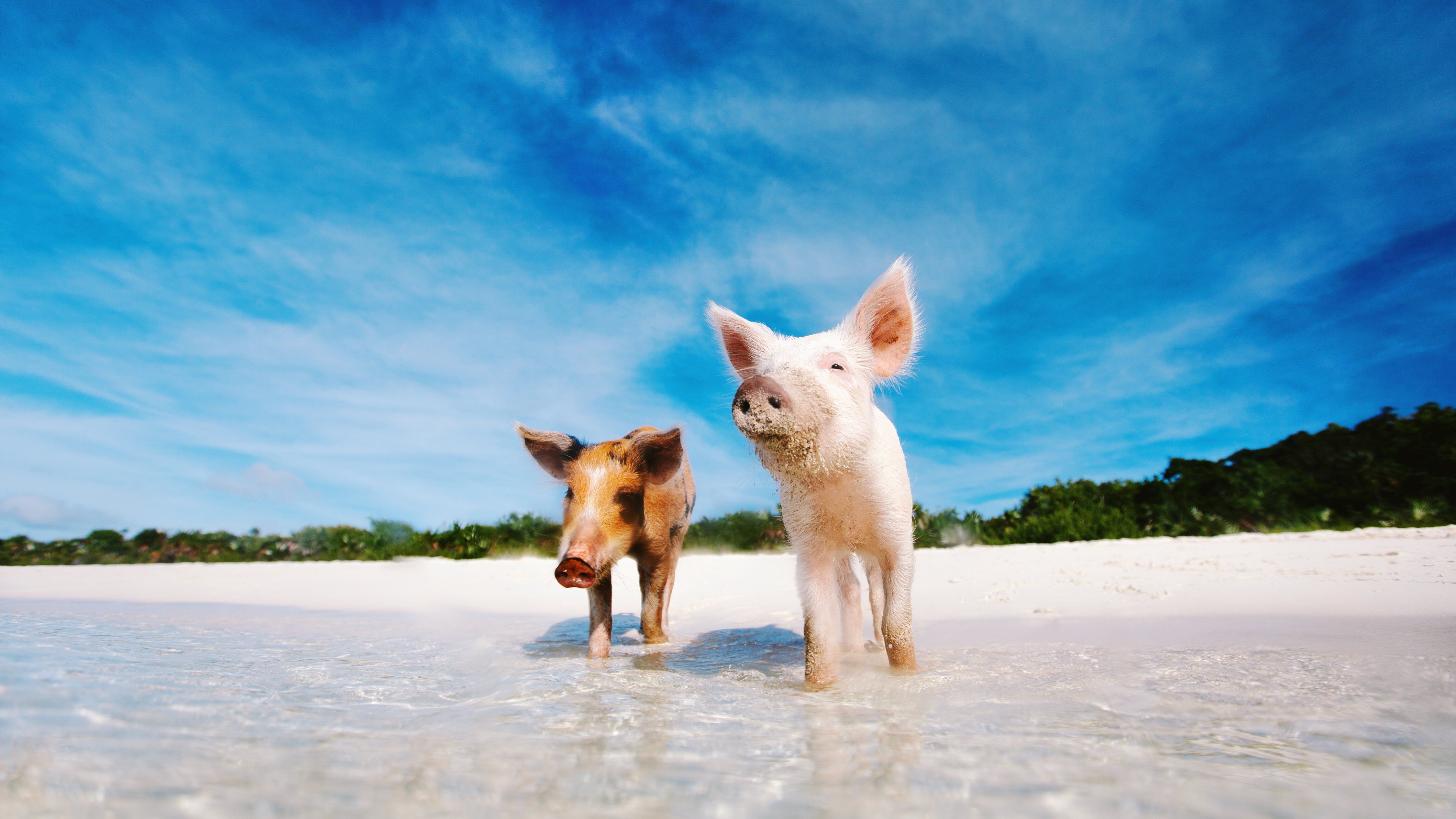 Pigs on an Island