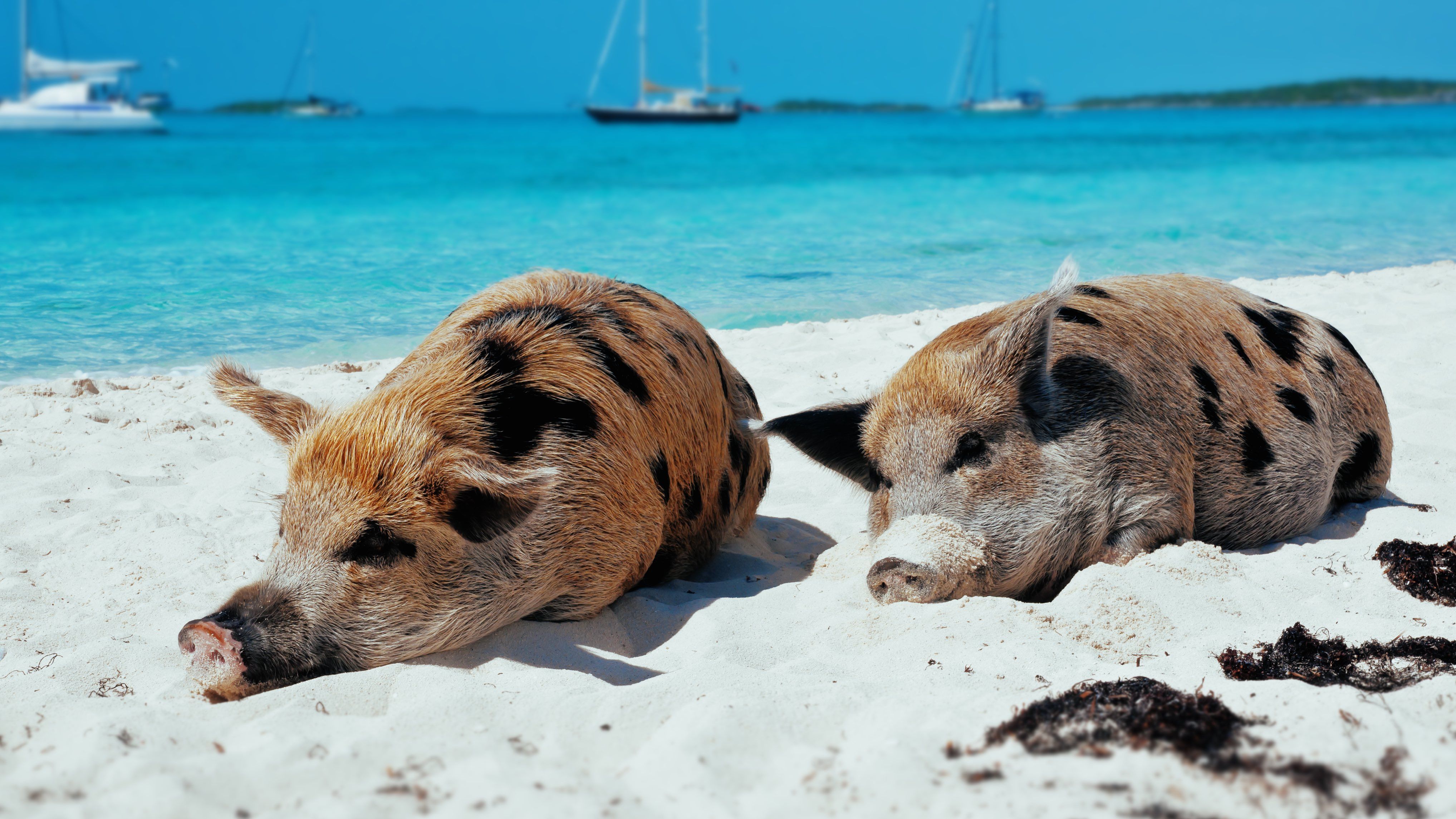 Pigs Bahama
