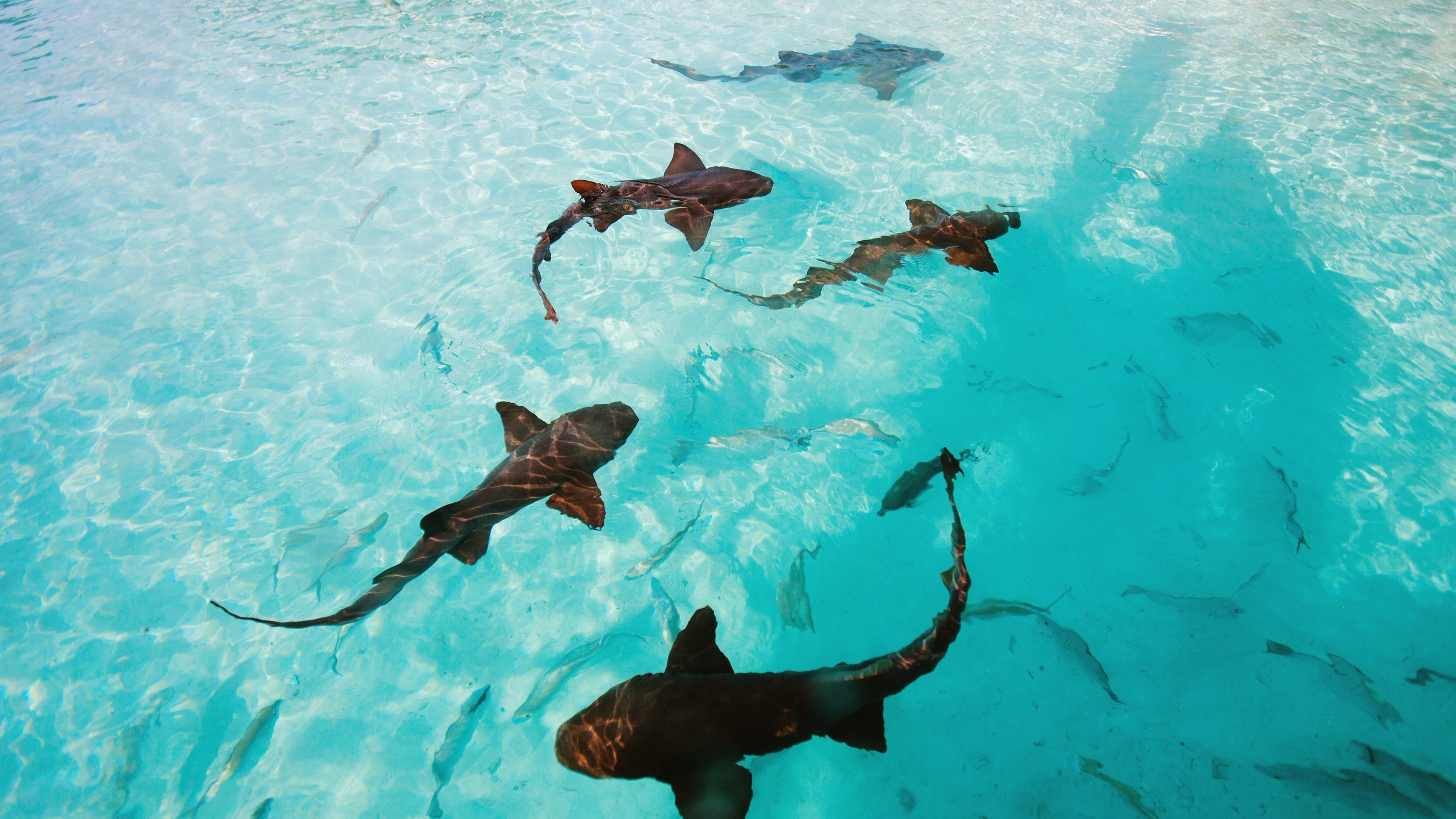 Pig Beach Bahamas