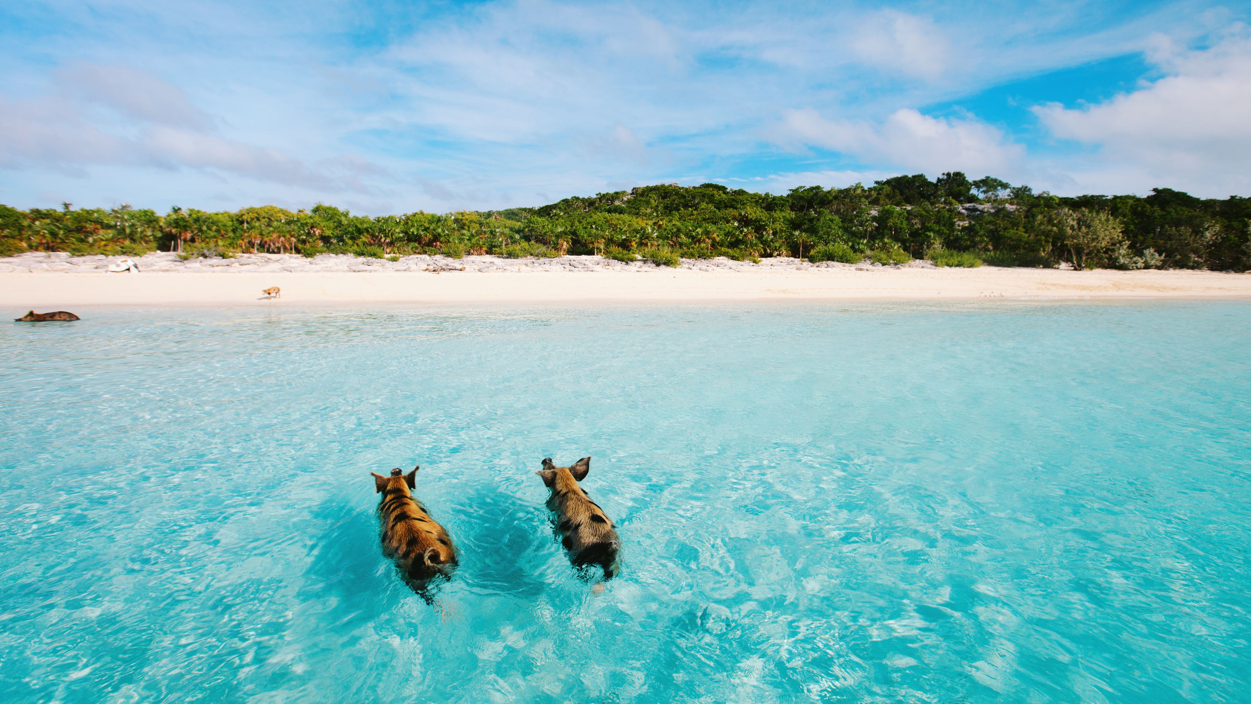 Pig Beach